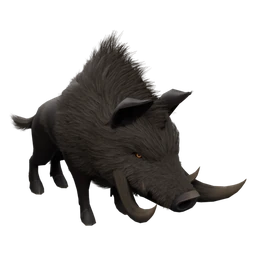 Boar