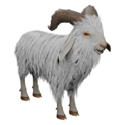 Common Goat
