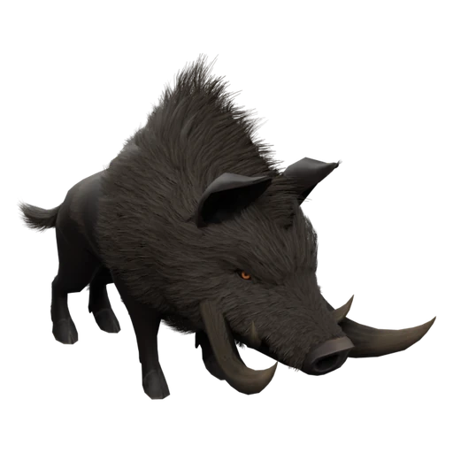 Boar