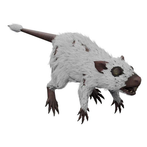 Rat