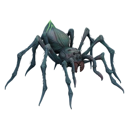 Spitting Spider