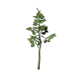 Basswood Tree Seedling Basswood Tree Seedling