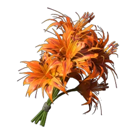 Daylily Daylily