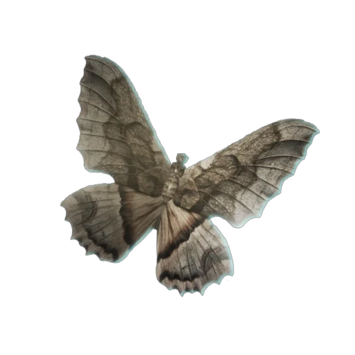 Moth Moth
