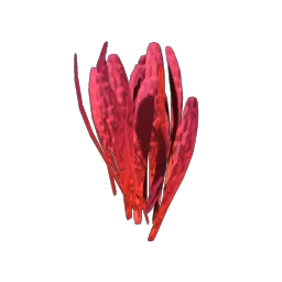 Saffron Saffron